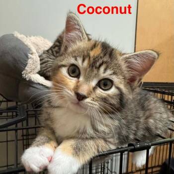 Domestic Short Hair Cats Available for Adoption in Parkersburg, West Virginia - Coconut | PetCurious