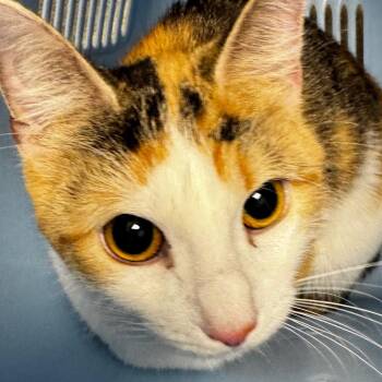 Domestic Short Hair Cats Available for Adoption - Barbara | PetCurious