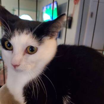 Rescue Domestic Short Hair Cats for Adoption in Union, Missouri - Jack Jack | PetCurious