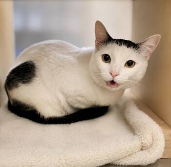 Jenny 5625 -  Domestic Short Hair Cat for Adoption in Waldorf, Maryland - Jenny 5625 | PetCurious