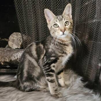 Rescue Domestic Short Hair Cats for Adoption in League City, Texas - Donovan - Handsome Love Bug! | PetCurious