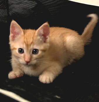 Tabby and Domestic Short Hair Cats Available for Adoption in Campbell, California - Lily | PetCurious