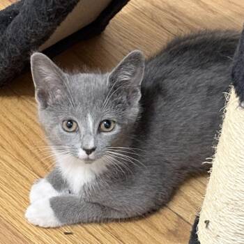 Paws -  Russian Blue and Domestic Short Hair Cat Available for Adoption in UNIVERSITY PA, Maryland - Paws | PetCurious