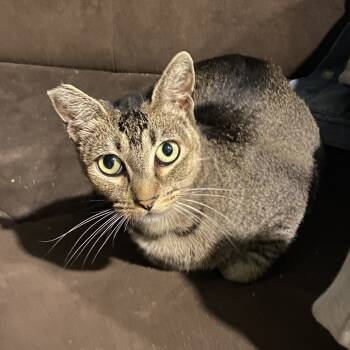 Rescue Domestic Short Hair Cats for Adoption in Los Angeles, California - Ash | PetCurious