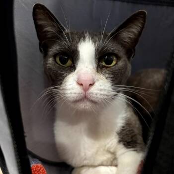 Domestic Short Hair Cats Available for Adoption in Park Row, Texas - Bubbles | PetCurious