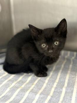 Dunkin Delight -  Domestic Short Hair Cat for Adoption in West Chester, Pennsylvania - Dunkin Delight | PetCurious