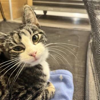 Domestic Short Hair Cats Available for Adoption - Dalara | PetCurious