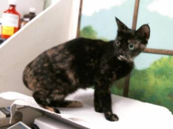 Domestic Short Hair Cats Available for Adoption in Houston, Texas - A2073851 | PetCurious