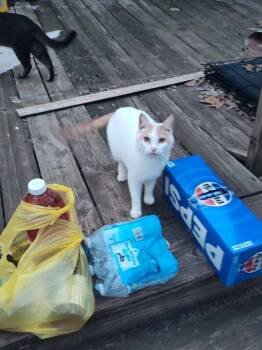 Tucker / Tinsel -  Domestic Short Hair Cat for Adoption in Cromwell, Kentucky - Tucker / Tinsel | PetCurious