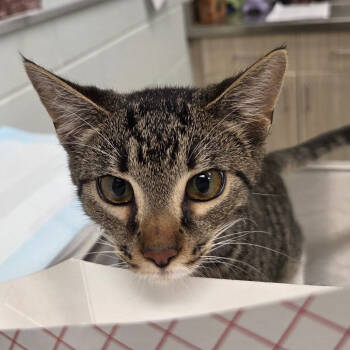 Rescue Domestic Short Hair Cats for Adoption in Chattanooga, Tennessee - Sox | PetCurious