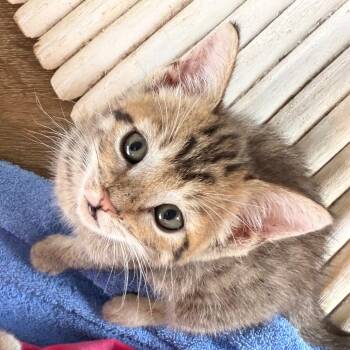 Domestic Short Hair Cats Available for Adoption in Volcano, Hawaii - Florence (aka Flo) | PetCurious