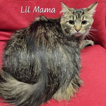 Lil Mama -  Domestic Long Hair Cat for Adoption in Parkersburg, West Virginia - Lil Mama | PetCurious