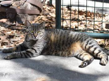 Domestic Medium Hair Cats Available for Adoption - TJ | PetCurious