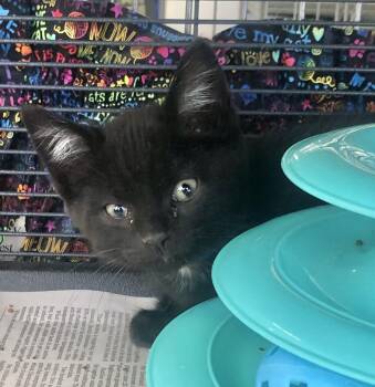 Domestic Short Hair Cats Available for Adoption in Parma, Ohio - Ritz | PetCurious