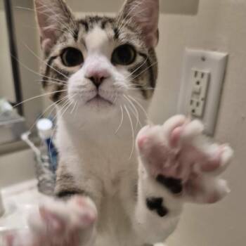 Domestic Short Hair Cats Available for Adoption - Everjean | PetCurious