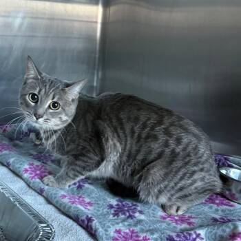 Domestic Short Hair Cats Available for Adoption - Sir Isaac Mewton | PetCurious