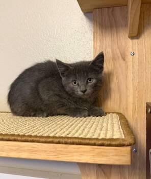 Monty -  Domestic Short Hair Cat for Adoption - Monty | PetCurious