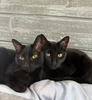 Domestic Short Hair Cats Available for Adoption - Jules And Guy (courtesy Post) | PetCurious