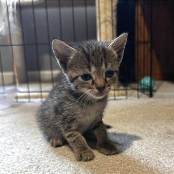 Lavish -  Domestic Short Hair Cat for Adoption in Cumming, Georgia - Lavish | PetCurious