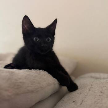 Toro -  Domestic Short Hair Cat for Adoption in Lewisville, Texas - Toro | PetCurious