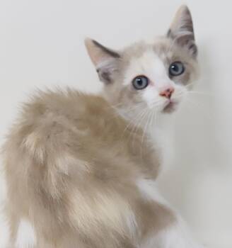 Sugar Cookies is delightfully delicious - loves sis Love Muffin -  Ragdoll and Siamese Cat for Adoption in Bedford Hills, New York - Sugar Cookies Is Delightfully Delicious - Loves Sis Love Muffin | PetCurious