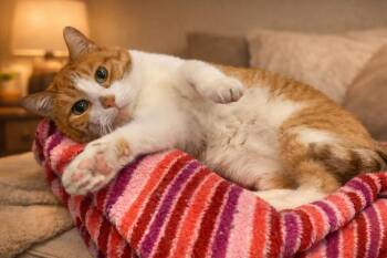 Domestic Short Hair Cats Available for Adoption in Pickerington, Ohio - Kevin | PetCurious