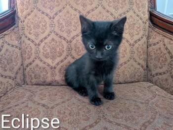 ECLIPSE -  Domestic Short Hair Cat for Adoption in Colorado Springs, Colorado - ECLIPSE | PetCurious