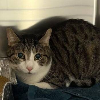 Thor -  Domestic Short Hair Cat for Adoption in Asheville, North Carolina - Thor | PetCurious