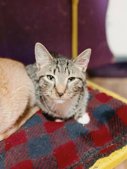 Domestic Short Hair Cats Available for Adoption - Hyacinth | PetCurious