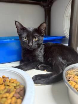 Rescue Domestic Short Hair Cats for Adoption in Danielsville, Georgia - Alexander | PetCurious