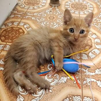 Cantaloupe -  Domestic Short Hair Cat for Adoption in Cheyenne, Wyoming - Cantaloupe | PetCurious