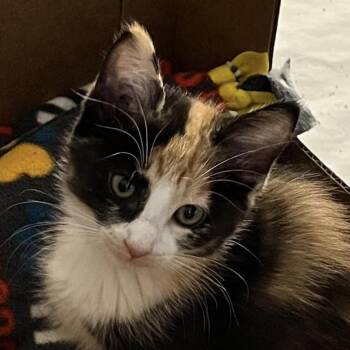 Rescue Domestic Short Hair Cats for Adoption in Normal, Illinois - Polly | PetCurious