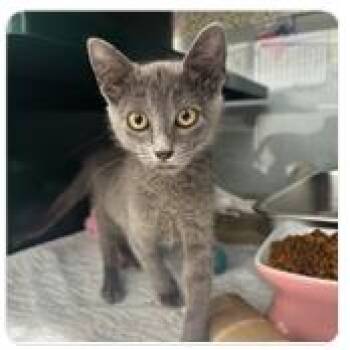 Lillypad -  Domestic Short Hair Cat for Adoption in Fort Worth, Texas - Lillypad | PetCurious