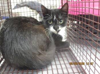 Domestic Short Hair Cats Available for Adoption in Marietta, Georgia - Pixie (680) | PetCurious