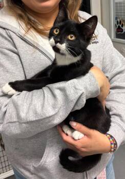 Domestic Short Hair Cats Available for Adoption in Trenton, New Jersey - Raj | PetCurious