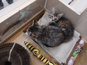 Blue -  Domestic Short Hair Cat for Adoption in Worcester, Massachusetts - Blue | PetCurious