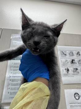 ATOM EVE -  Domestic Short Hair Cat for Adoption in Las Vegas, Nevada - ATOM EVE | PetCurious