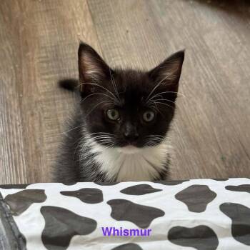 Whismur -  Domestic Short Hair Cat for Adoption in Candler, North Carolina - Whismur | PetCurious