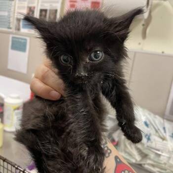 Yell -  Domestic Short Hair Cat for Adoption in Chicago, Illinois - Yell | PetCurious