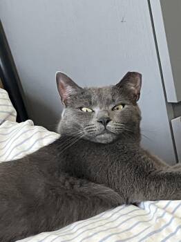 Rocky -  American Shorthair Cat for Adoption in New York, New York - Rocky | PetCurious