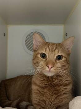 Zeus -  Domestic Short Hair Cat for Adoption in Ashland, Wisconsin - Zeus | PetCurious
