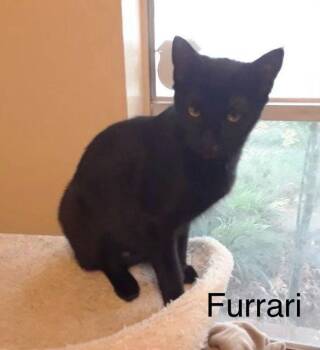 Furrari 6273 -  Domestic Short Hair Cat for Adoption in Dallas, Texas - Furrari 6273 | PetCurious
