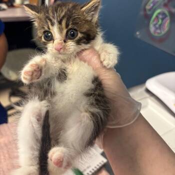 Munchkin -  Domestic Short Hair Cat for Adoption in Newark, New Jersey - Munchkin | PetCurious