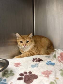 MOZZIE -  Domestic Medium Hair Cat for Adoption in Indianapolis, Indiana - MOZZIE | PetCurious