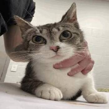 Wonderbread -  Domestic Short Hair Cat for Adoption in Indianapolis, Indiana - Wonderbread | PetCurious