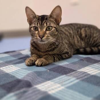 Pfeiffer -  Domestic Short Hair Cat for Adoption in Hartville, Ohio - Pfeiffer | PetCurious