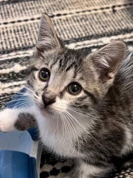 Tilly (bonded with Timmy) -  Domestic Short Hair Cat for Adoption in Sandy Springs, Georgia - Tilly (bonded With Timmy) | PetCurious