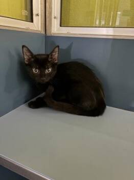 Helen of Troy -  Domestic Short Hair Cat for Adoption in New Orleans, Louisiana - Helen Of Troy | PetCurious