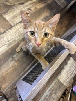 Rescue Domestic Short Hair Cats for Adoption in Algona, Iowa - Glen | PetCurious