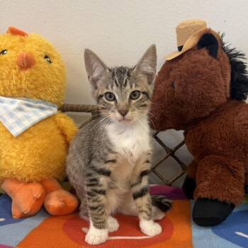 Domestic Short Hair Cats Available for Adoption - Chubbs | PetCurious